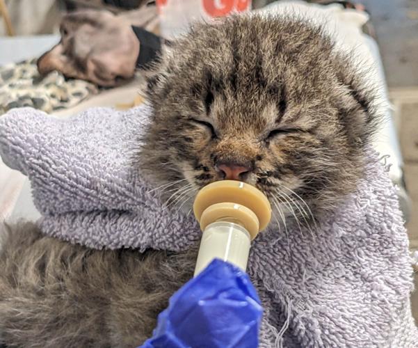 Bobcat