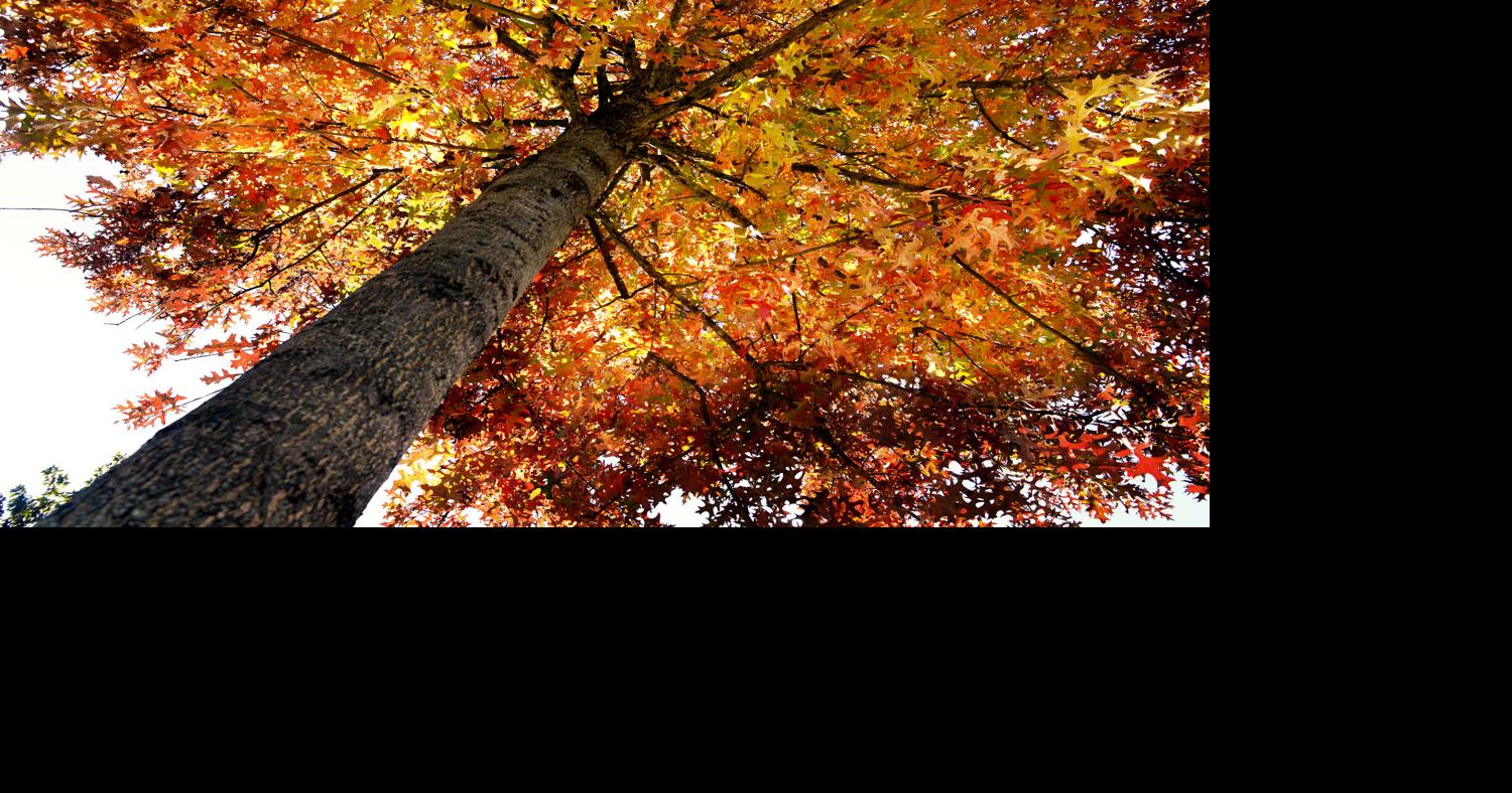 When sap stops flowing, trees go through changes of fall