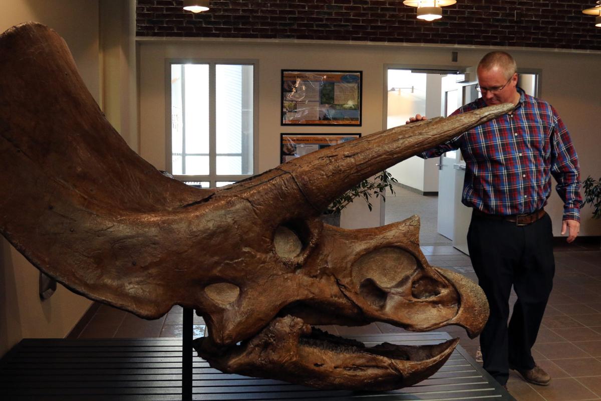 real triceratops skeleton