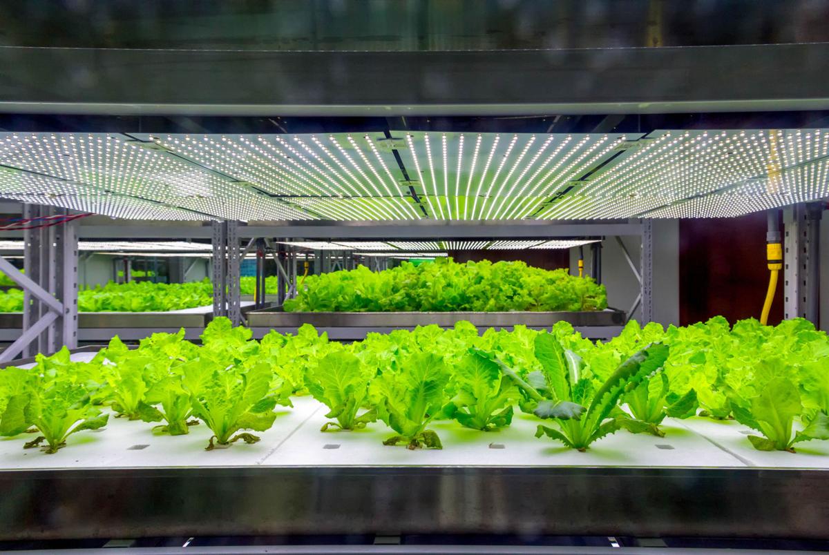 Hydroponics
