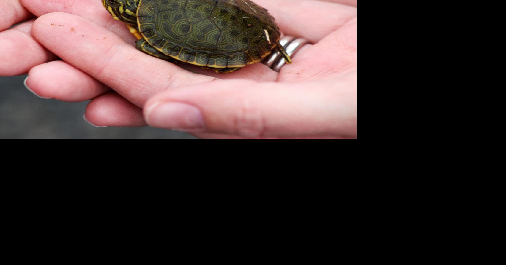 Turtles: Hard-shelled critters on the Riverwalk Trail