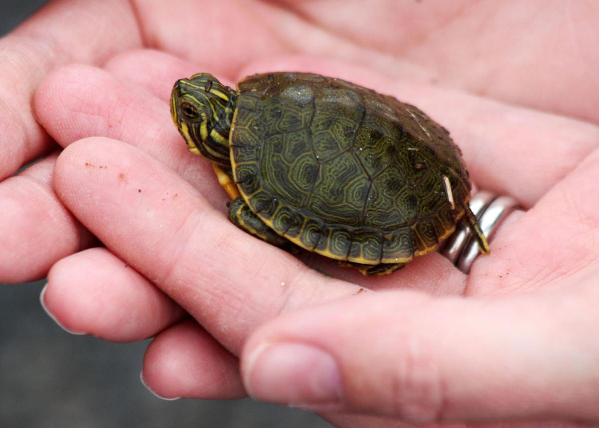 canned critters turtle