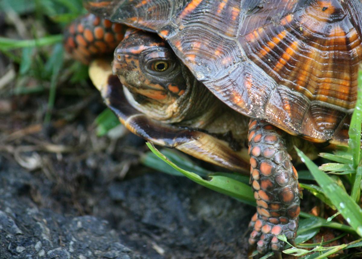 canned critters turtle
