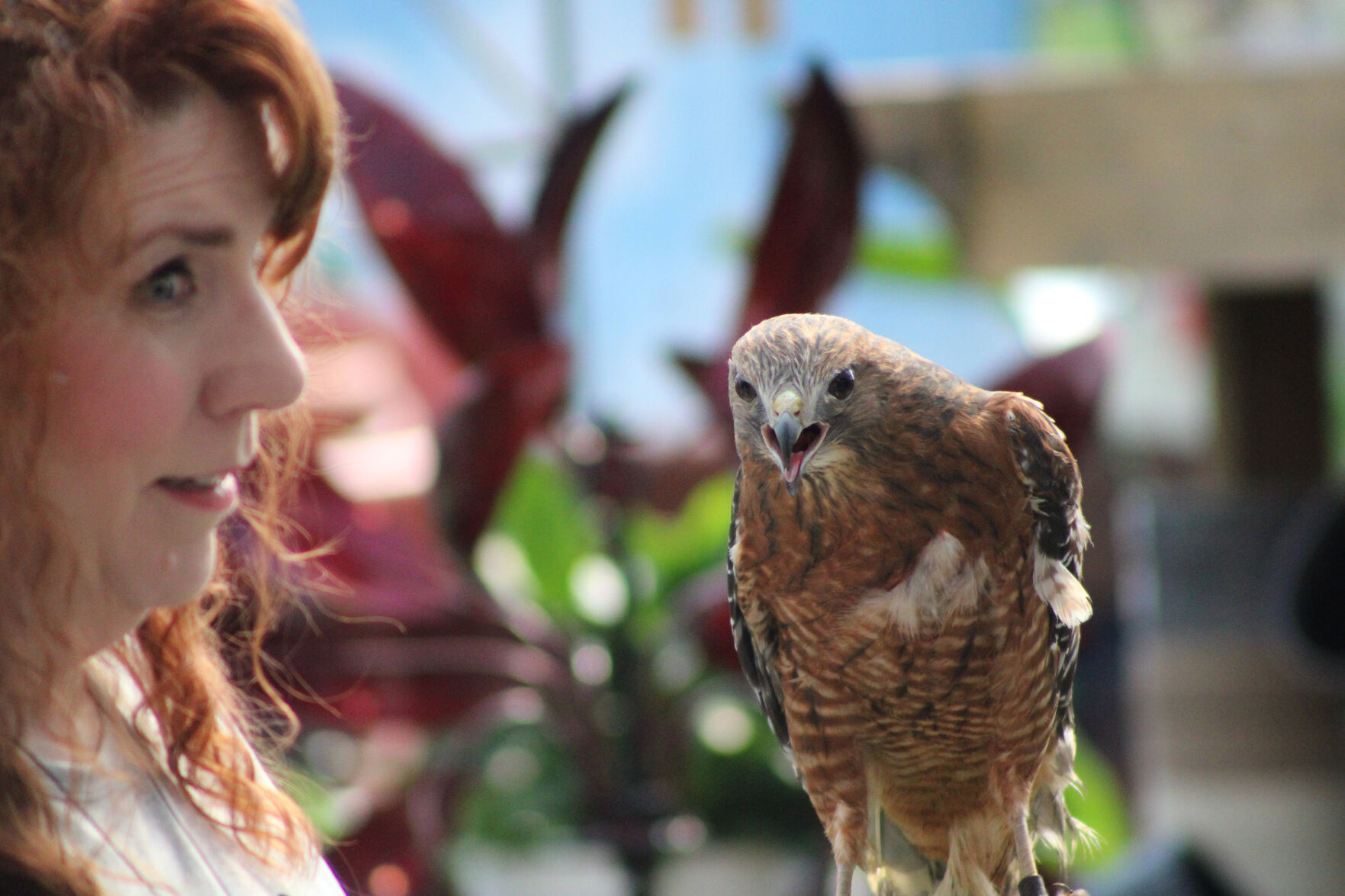 Birds of prey steal the day at Danville landscape business