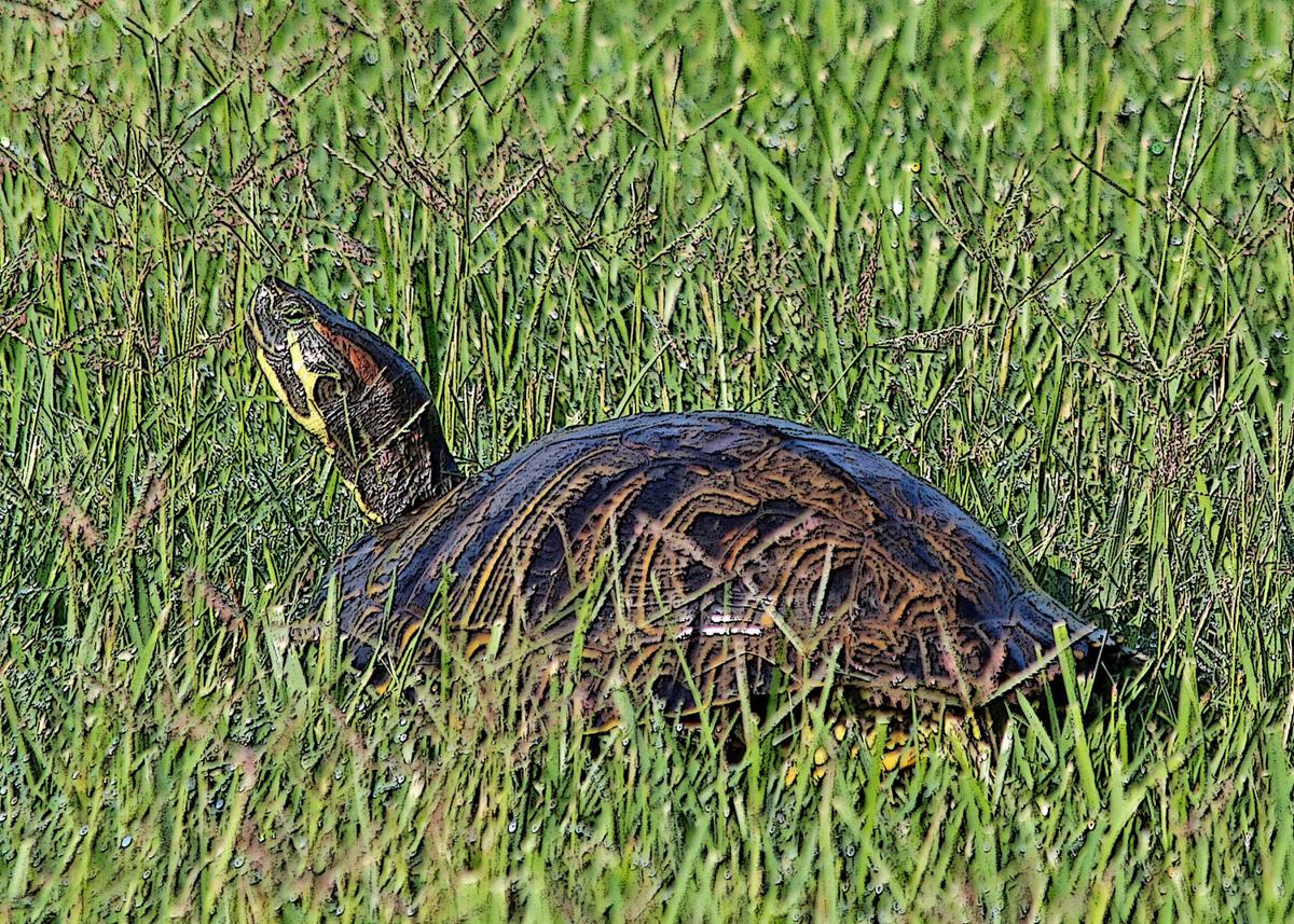 Turtles Hardshelled critters on the Riverwalk Trail Lifestyles