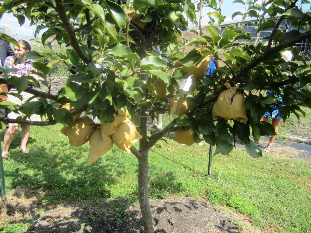 Asian Pears Project At Institute Improving Yield