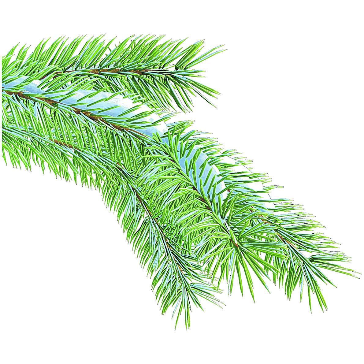 Insects are bugging evergreen trees