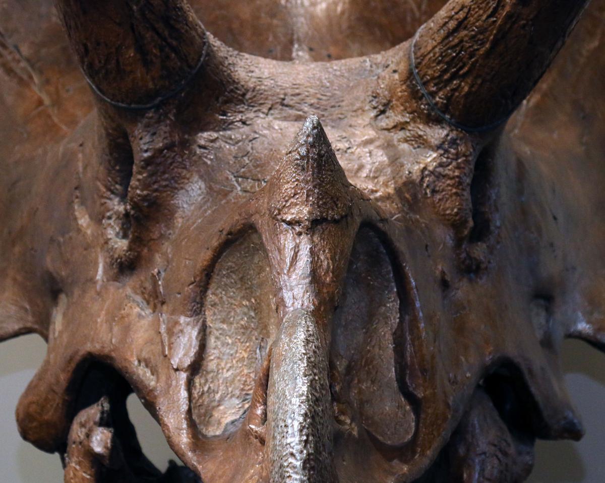Triceratops skull on display at Danville Science Center | Scene | godanriver.com