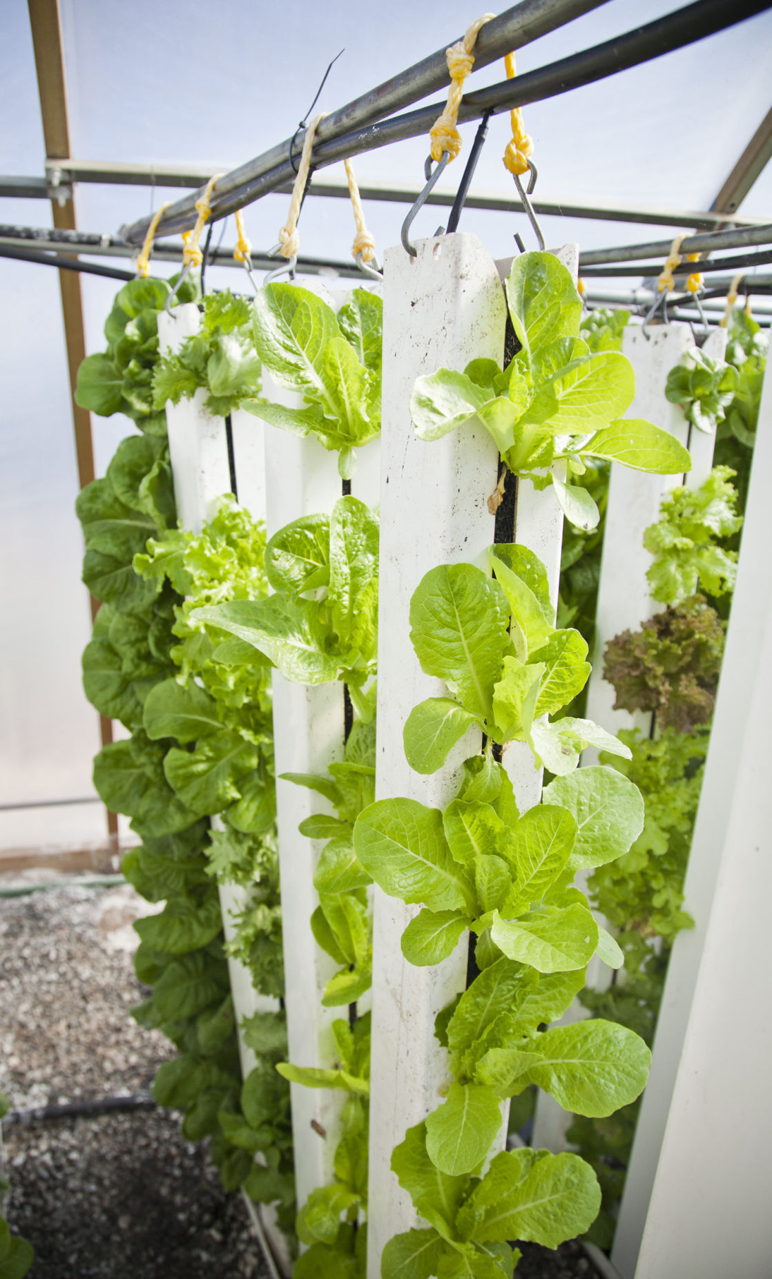 Hydroponics