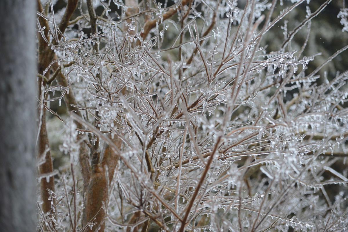 Frozen branches 3
