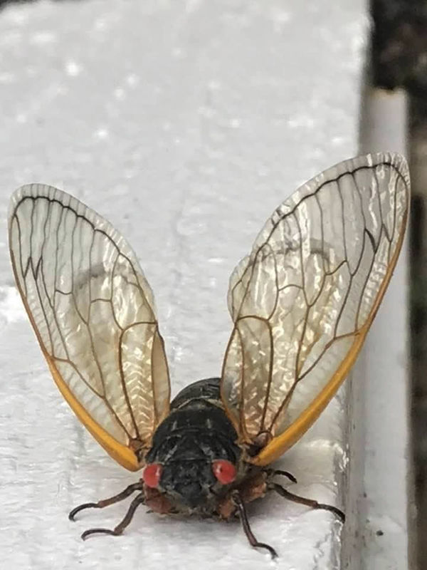 WATCH NOW The 17year cicadas emerge across Southwest Virginia State