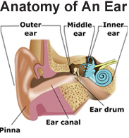 Anatomy of the Ear