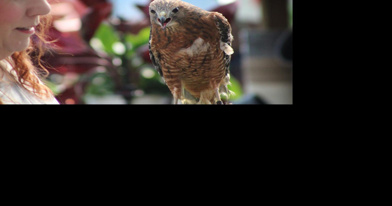 Birds of prey steal the day at Danville landscape business