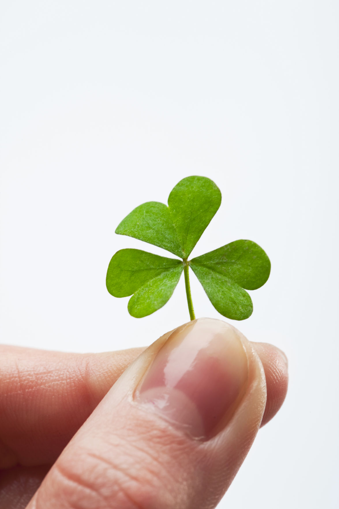 Uncategorized Legend Of The Shamrock luck and legend of the shamrock lifestyles godanriver com shamrock