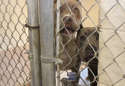 Humane Society
