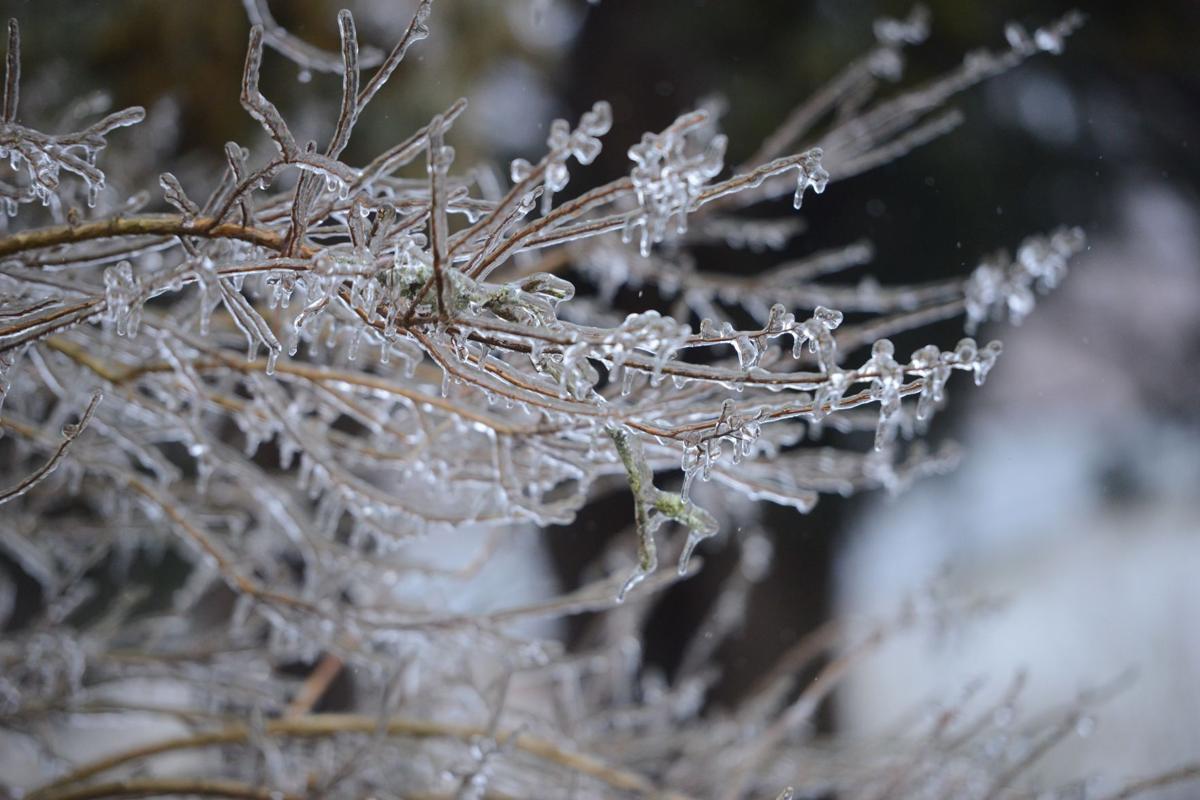 Frozen branches