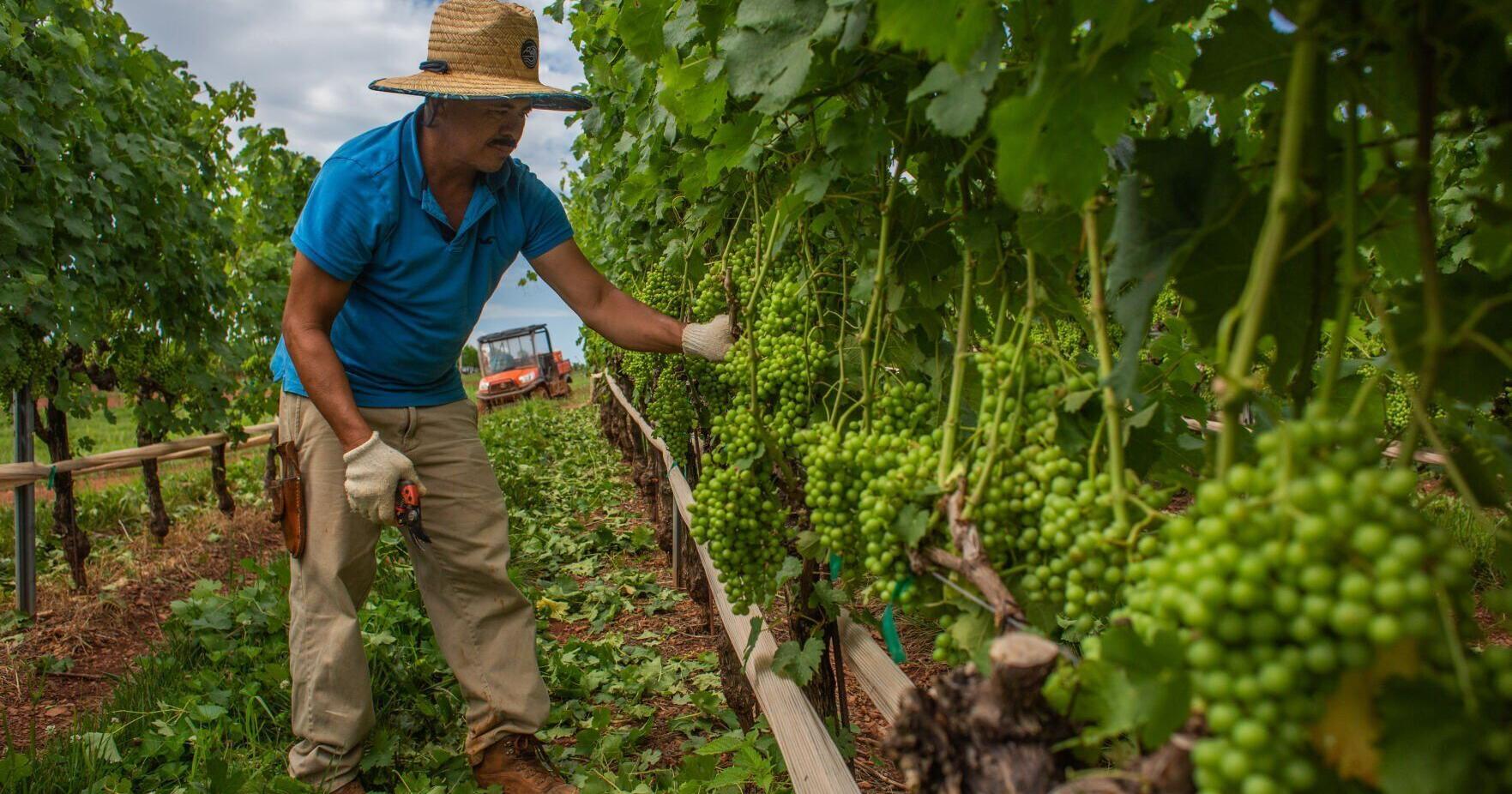 The Virginia wine country is growing. The local labor pool is not. - Vimarsana News