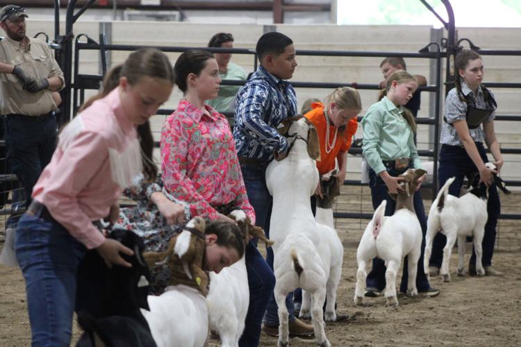 Livestock