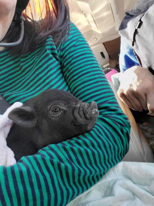 Pig