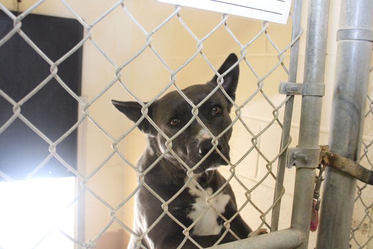 Danville Area Humane Society