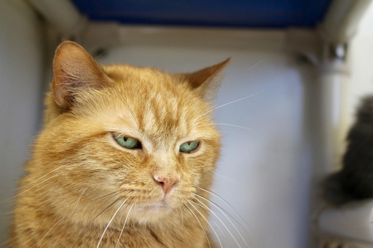 Feral Cat Definition | Examples and Forms