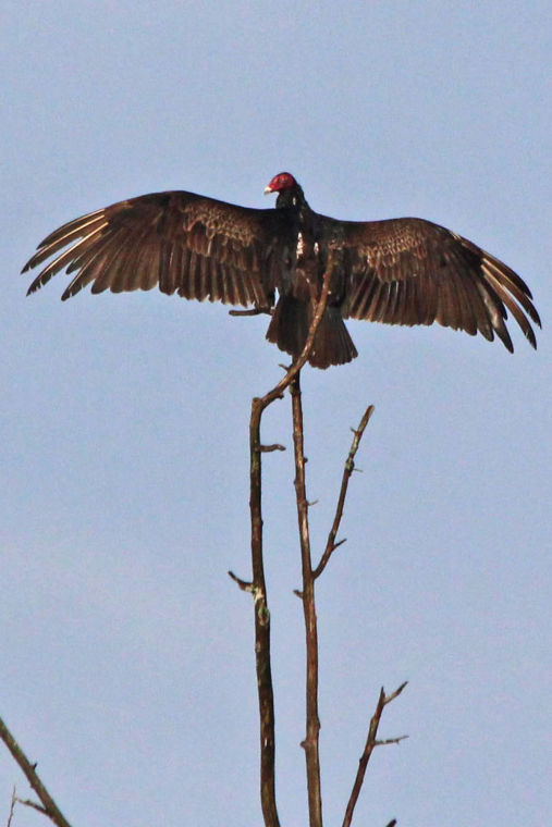 vultures the creepy scavengers on the riverwalk trail lifestyles vultures the creepy scavengers on the riverwalk trail