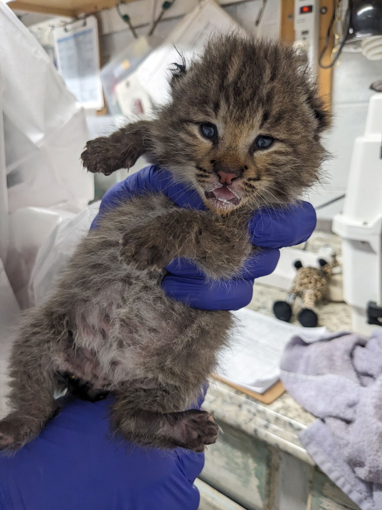 Bobcat