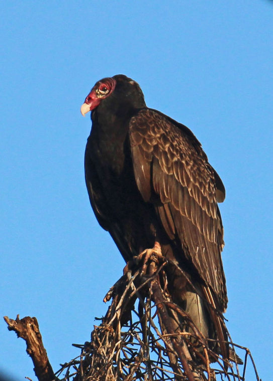 vultures the creepy scavengers on the riverwalk trail lifestyles vultures the creepy scavengers on the riverwalk trail lifestyles godanriver com