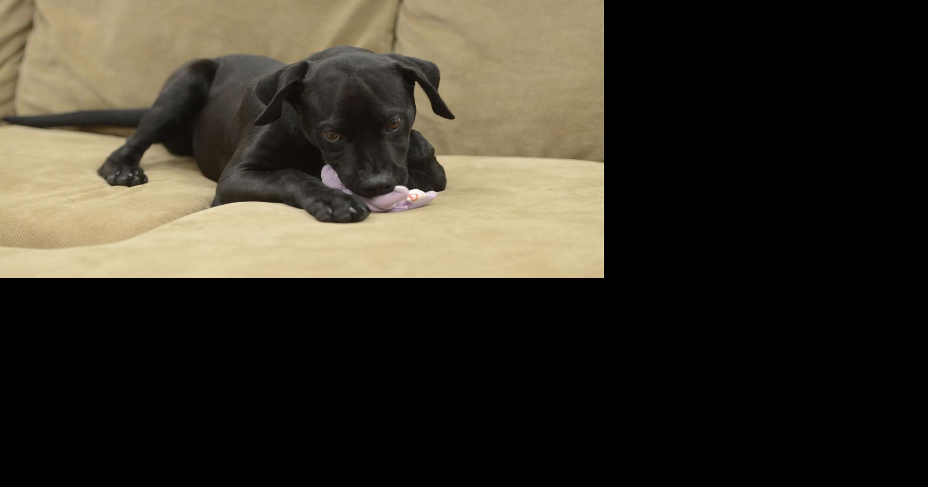 Danville Area Humane Society plans free microchip event, Tropical Santa ...