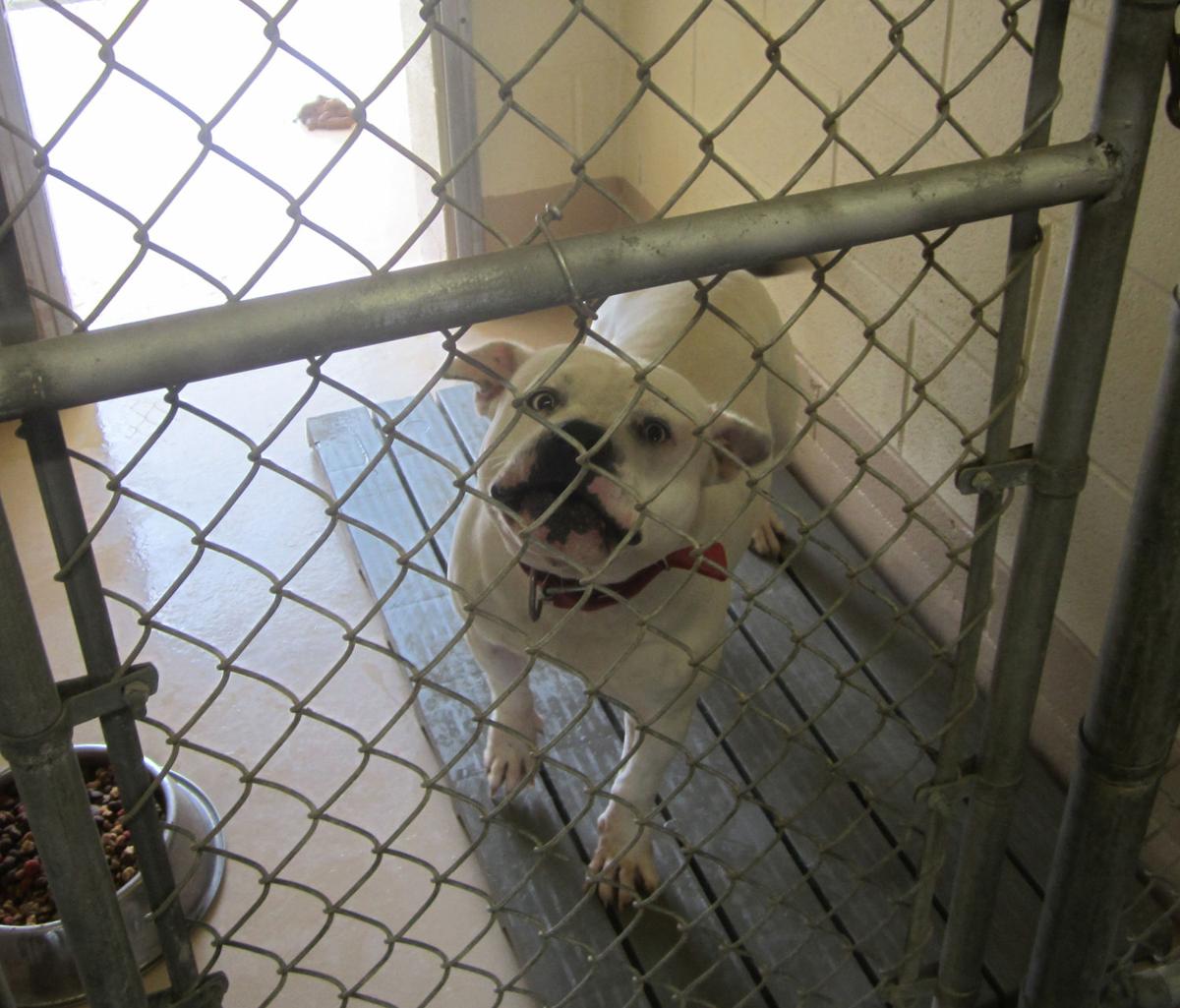 dog attack lands woman back in hospital
