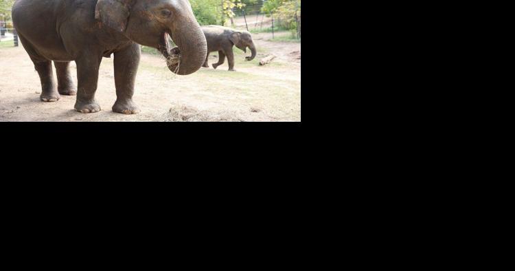 Rani the elephant dies after dog runs loose at St. Louis Zoo - Vimarsana News