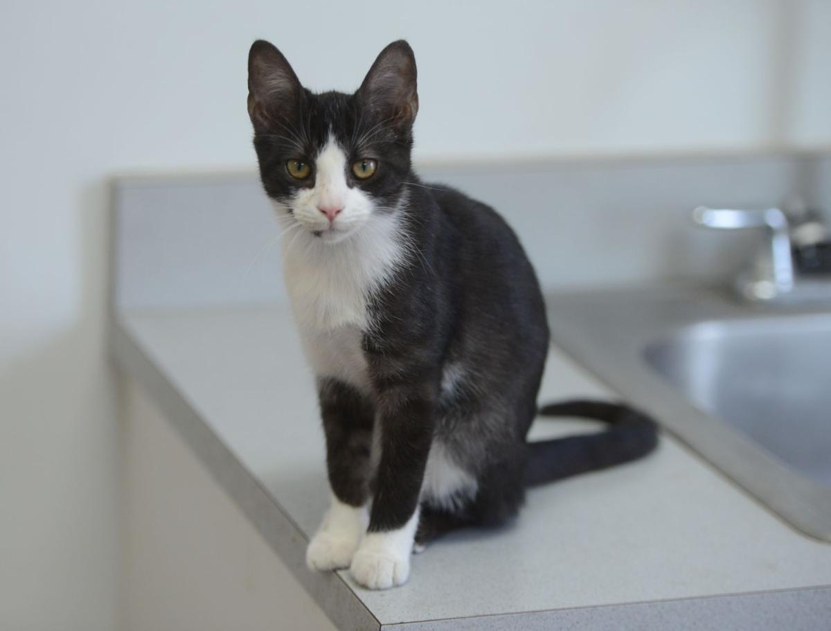 Danville Area Humane Society to hold fundraiser Monday with help from