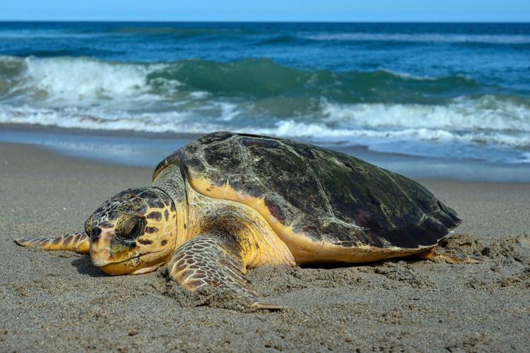 Sea turtle nests break US records amid global warming threat