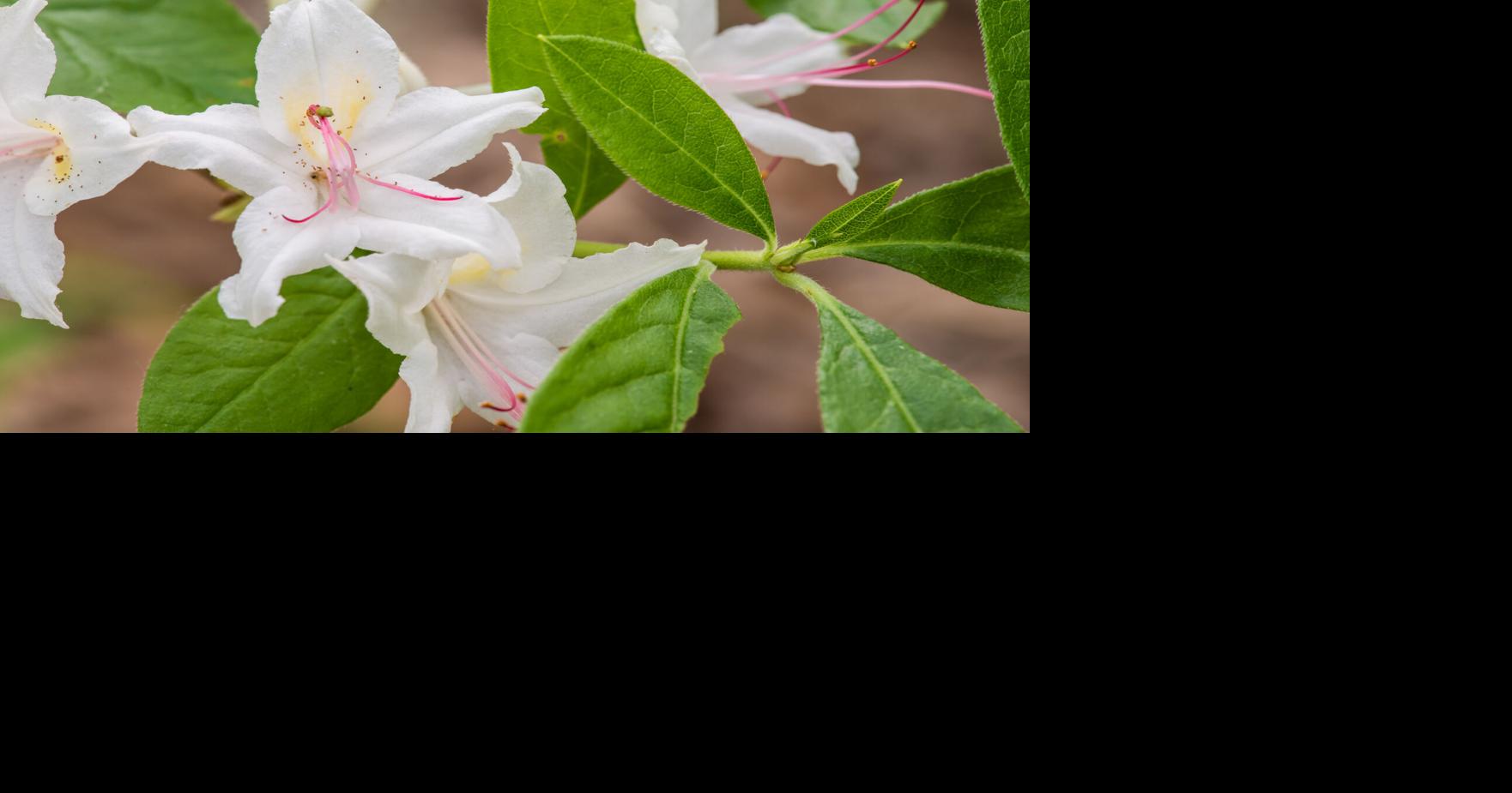 Laurens County Celebrates May White Azalea Trail | News | golaurens.com