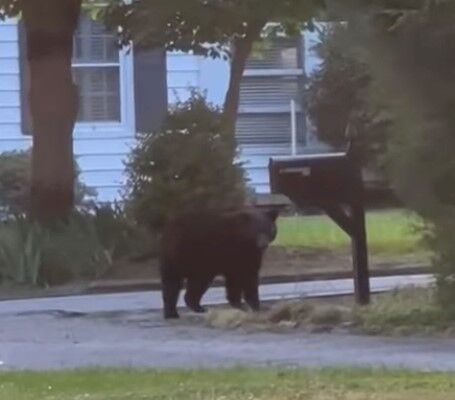Black bear spotted on West Main Street in Laurens | News 