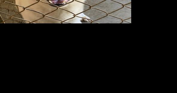 South Carolina animal shelters at critical capacity - Vimarsana News