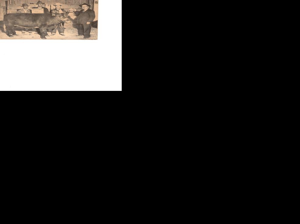 Mystery Picture: Livestock Show | Goldendales Attic ...
