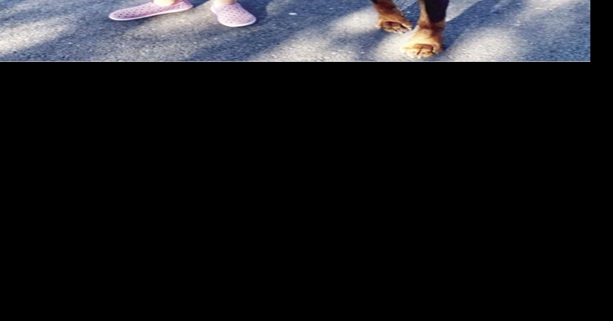 Are Doberman Velcro Dogs