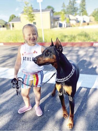 Companion Animal: Meet the Breed—The Doberman Part 2, Features