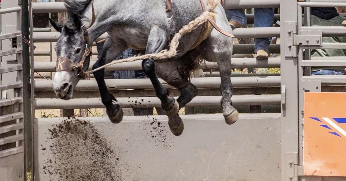 Scenes from the Ketchum Kalk Rodeo | Sports | goldendalesentinel.com