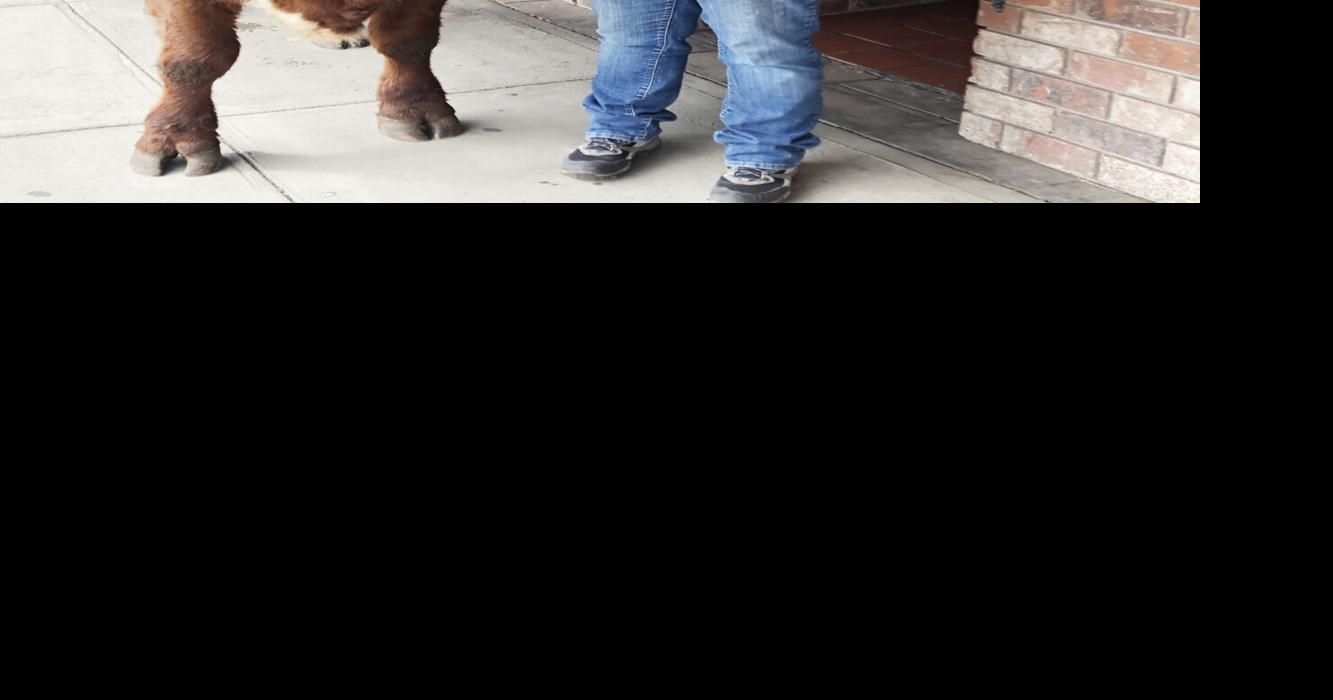 cow News goldendalesentinel com