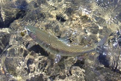 Trout Fishing Flies - Sports & Outdoors - Yakima, Washington