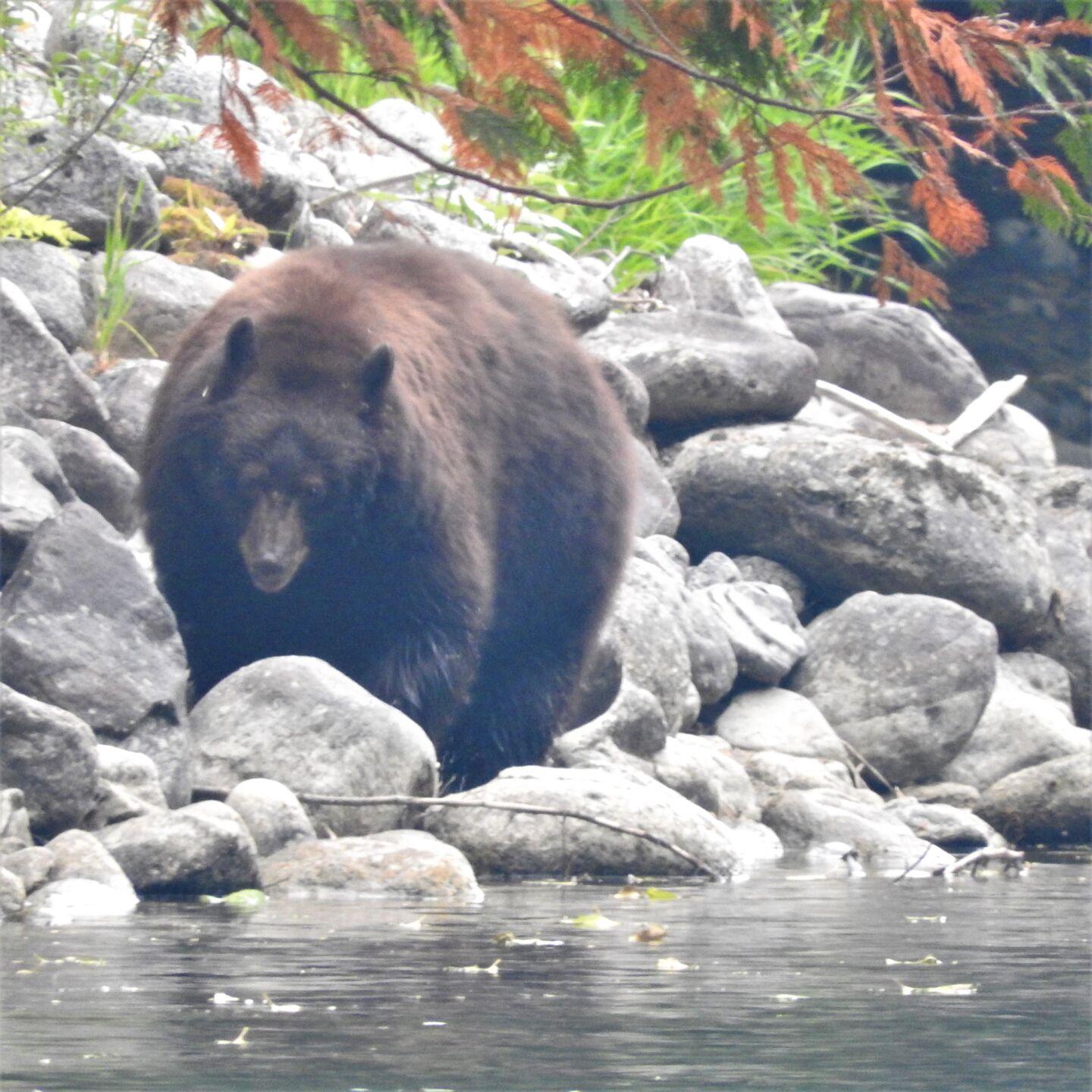 The Washington Outdoors Report Be bear aware Features