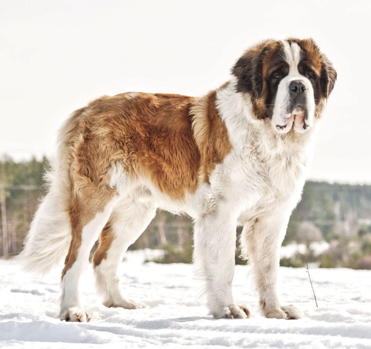 Animal Companion Meet the breed the Saint Bernard Features