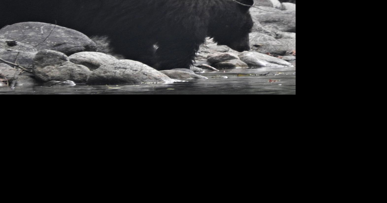 The Washington Outdoors Report: State Fish & Wildlife Commission kills ...