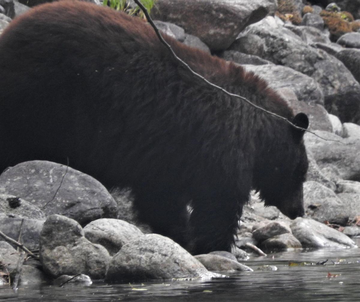 Washington Game Commission Ends Spring Bear Hunting