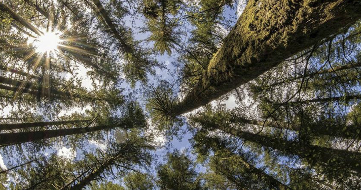 A mournful reality: A changing climate will destroy natural beauty