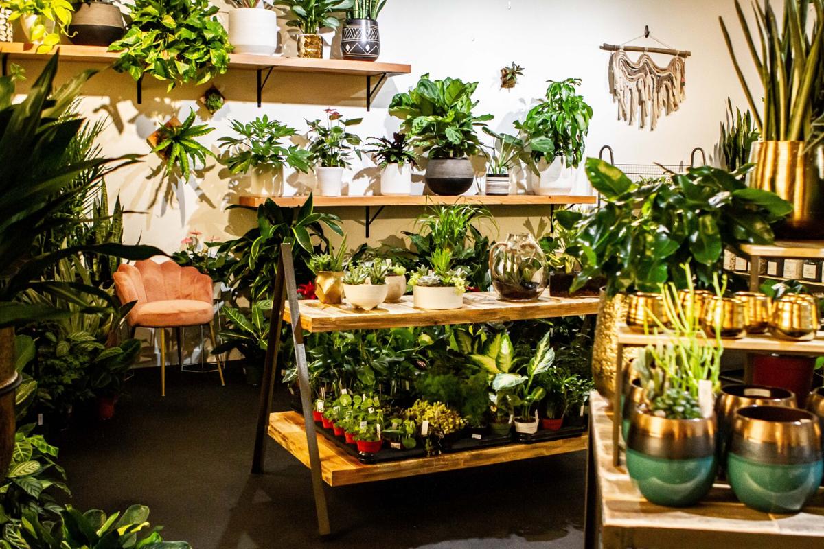 Trendy Pots And House Plants Galore Fun With The Fern Plant Shop Arts Entertainment Gonzagabulletin Com