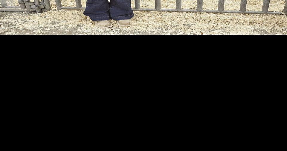 Area 4Hers Compete in State Fair Livestock Show News