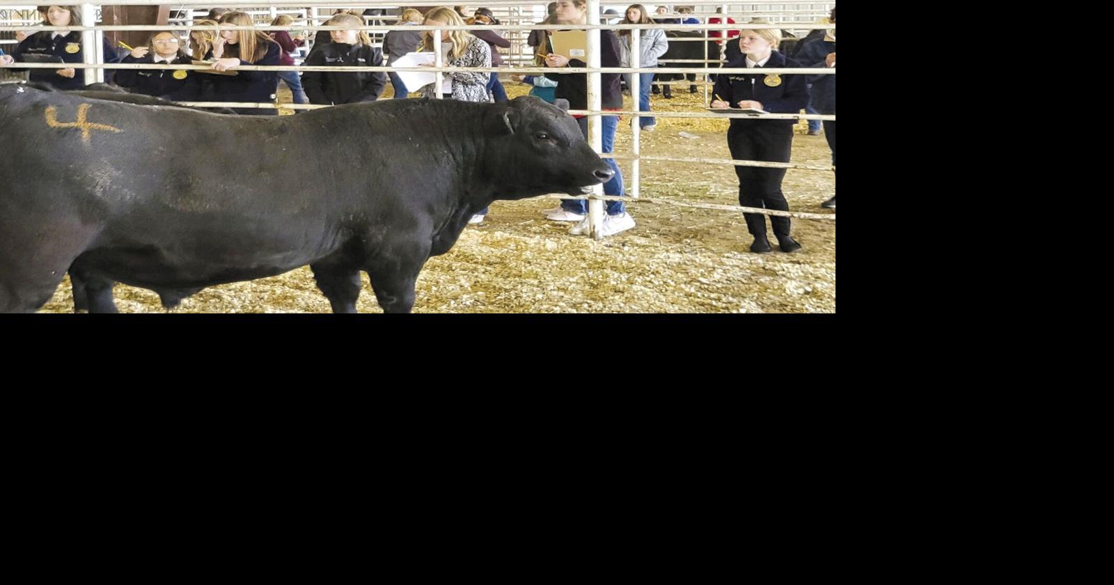 Gothenburg FFA Tests Livestock Judging Skills News